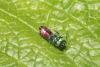 Chrysura dichroa